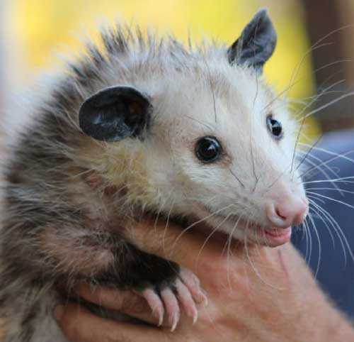 Possum Removal Hobart