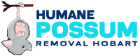 humane-possum-removal-hobart