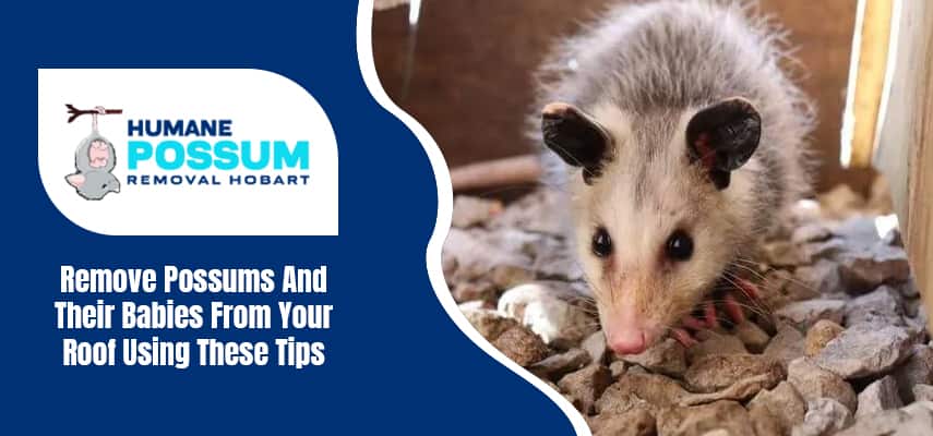 Remove Possums And Their Babies From Your Roof