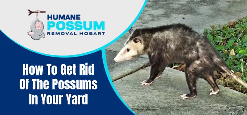 How To Get Rid Of The Possums In Your Yard - Humane Possum Removal Hobart