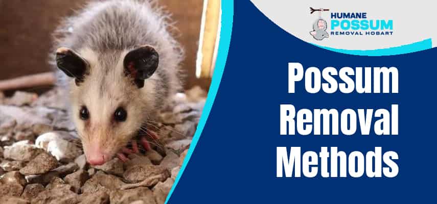 Possum Control In Hobart