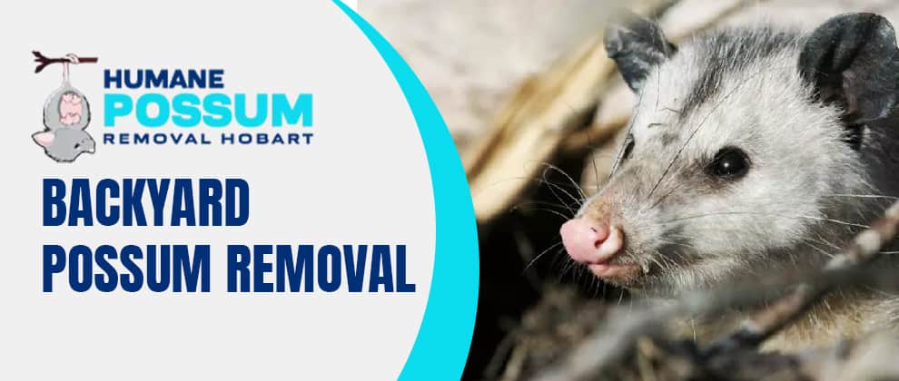 Backyard Possum Removal Service