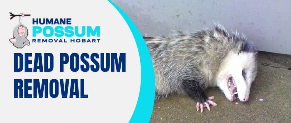  Dead Possum Removal in Hobart