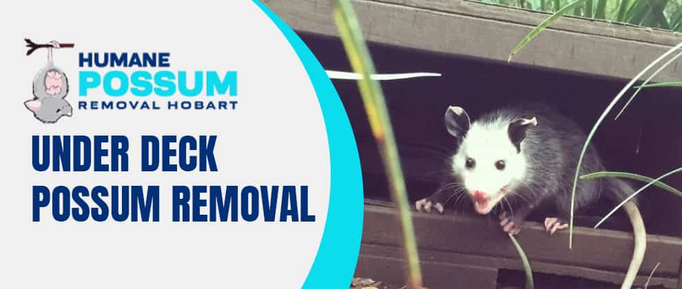 Under Deck Possum Removal Service